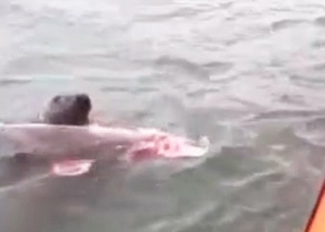 海豹咬着鼠海豚的尸体