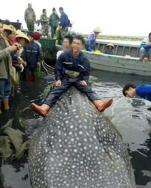 两名男子为了炫耀而骑在鲸鲨拍照，引发网民狂轰。
