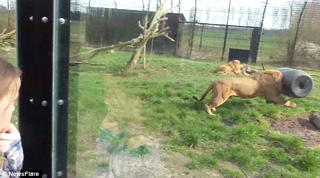 荷兰Dierenrijk动物园万兽之王狮子头卡在物料桶中挣脱不了