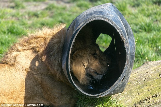 荷兰Dierenrijk动物园万兽之王狮子头卡在物料桶中挣脱不了