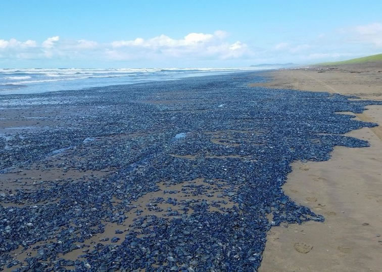 帆水母被大量冲上海滩和沿岸地方