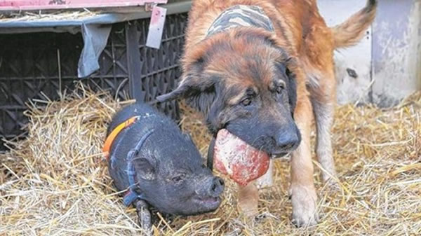 家犬救下野猪