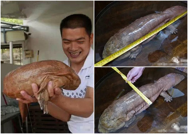 肖姓景区工作人员意外捕获巨型的野生娃娃鱼（左图），经量度发现身长83厘米、宽16厘米（右上及下图）。