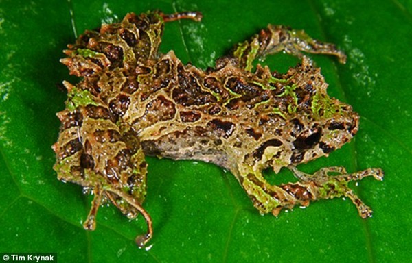 青蛙被命名为Pristimantis mutabilis