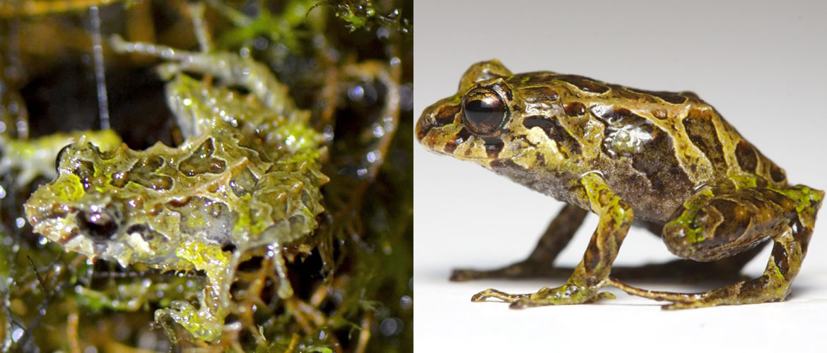 Pristimantis mutabilis是目前已知第一种能随环境而「换肤」的两栖类动物