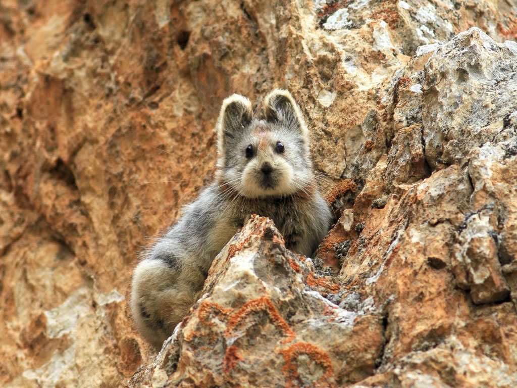 去年夏天在中国天山山脉有人目击这只伊犁鼠兔。 Photograph by Li Weidong