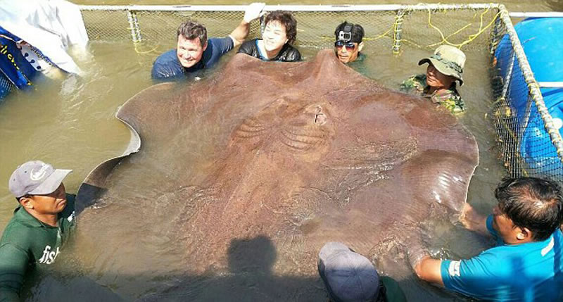 美国自然环保人士Jeff Corwin在泰国夜功河(Mae Klong)用鱼竿钓到一条巨大黄貂鱼