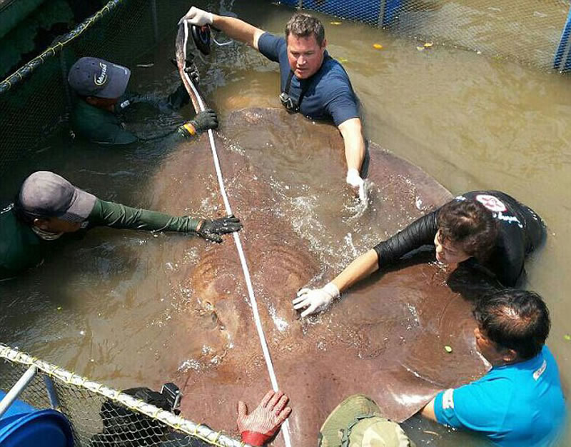 美国自然环保人士Jeff Corwin在泰国夜功河(Mae Klong)用鱼竿钓到一条巨大黄貂鱼