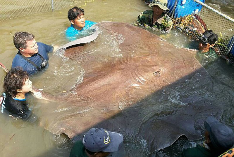 美国自然环保人士Jeff Corwin在泰国夜功河(Mae Klong)用鱼竿钓到一条巨大黄貂鱼