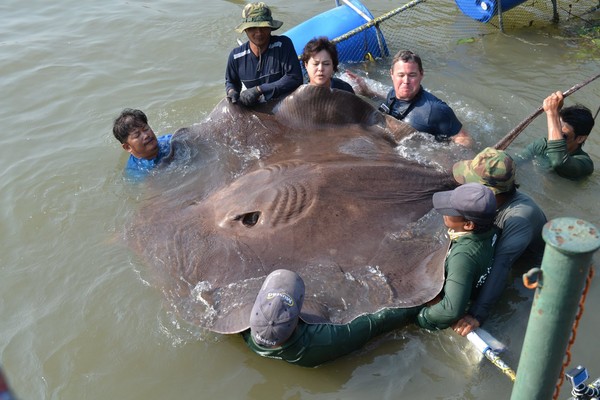 美国动物频道主持人Jeff Corwin在泰国湄公河捕获到一条重约360公斤的魔鬼鱼