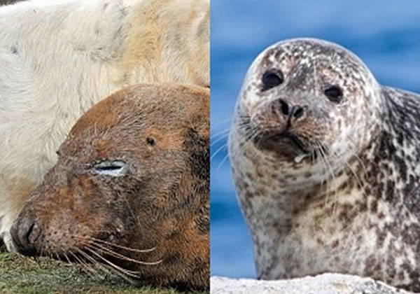 雄性海豹被指为杀死小海豹的真凶
