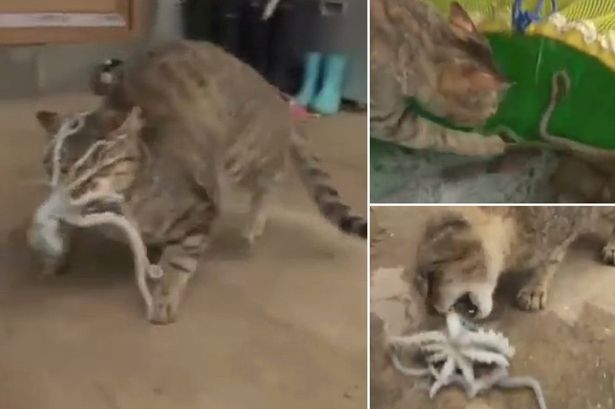 YouTube上传了一段小猫大战章鱼的视频