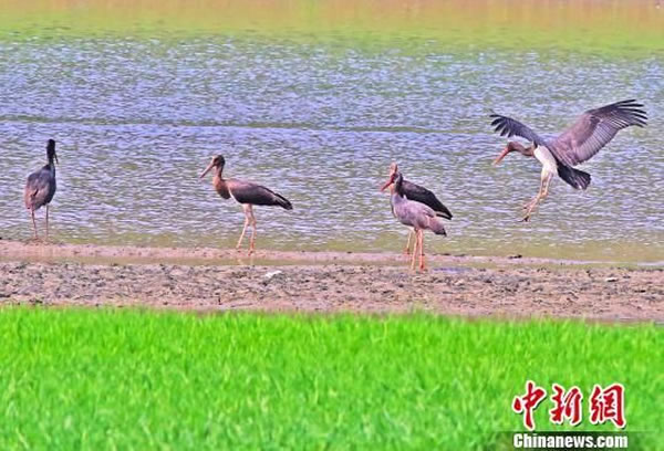 世界濒危珍禽、国家一级重点保护动物黑鹳现身湖北宜昌