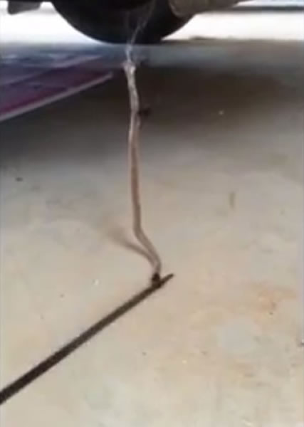 思韦特更以为东部棕蛇已死，尝试去拨弄它，才发现棕蛇仍未气绝。