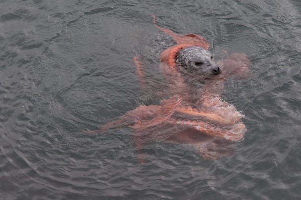 海豹口咬章鱼，浮出水面。