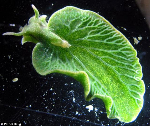 科学家发现能进行光合作用的动物：亮绿色海蛞蝓能够盗取所吞食海藻中的基因
