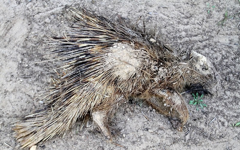 动物园中的箭猪亦难逃死劫。
