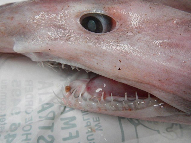 澳洲渔夫意外捕获到起源于1.25亿前的史前鲨鱼——哥布林鲨(Goblin Shark)