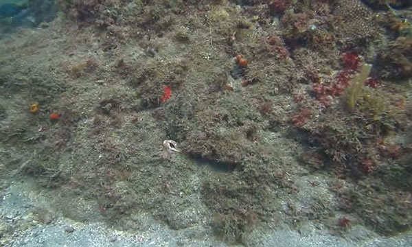 从影片所见，根本看不到八爪鱼隐身在那里。