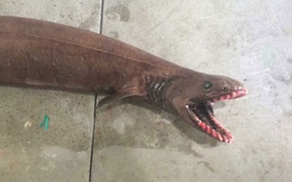 澳大利亚渔民拖网捕鱼捕到“活化石”皱鳃鲨(Chlamydoselachus anguineus)