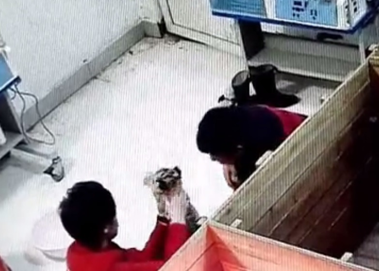 身穿红衣的饲养员（左）擅自带同非工作人员（右）进入小虎饲养室，不断把玩幼虎。