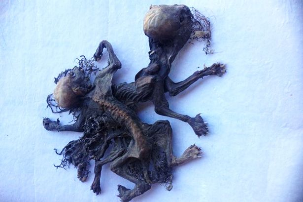 智利牧羊人发现两只怀疑是传说中于美洲出没的吸血动物“卓柏卡布拉”的尸体