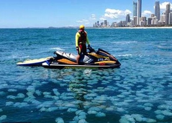 黄金海岸出现一大群蓝水母