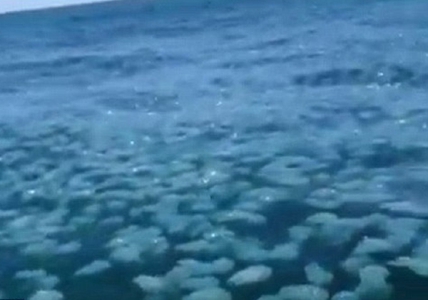蓝水母自去年圣诞节涌现后，占据的面积不断扩张。