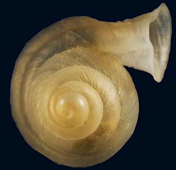 台湾垦丁社顶公园发现新品种蜗牛——垦丁高口蜗（Hypselostoma kentingensis）