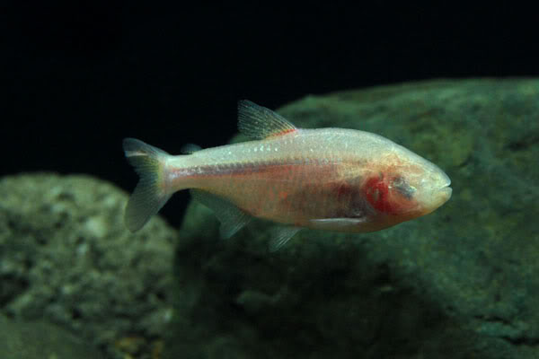 从盲眼洞穴鱼（blind cave fish）头部的管道密度来看，非常适于探测障碍物。