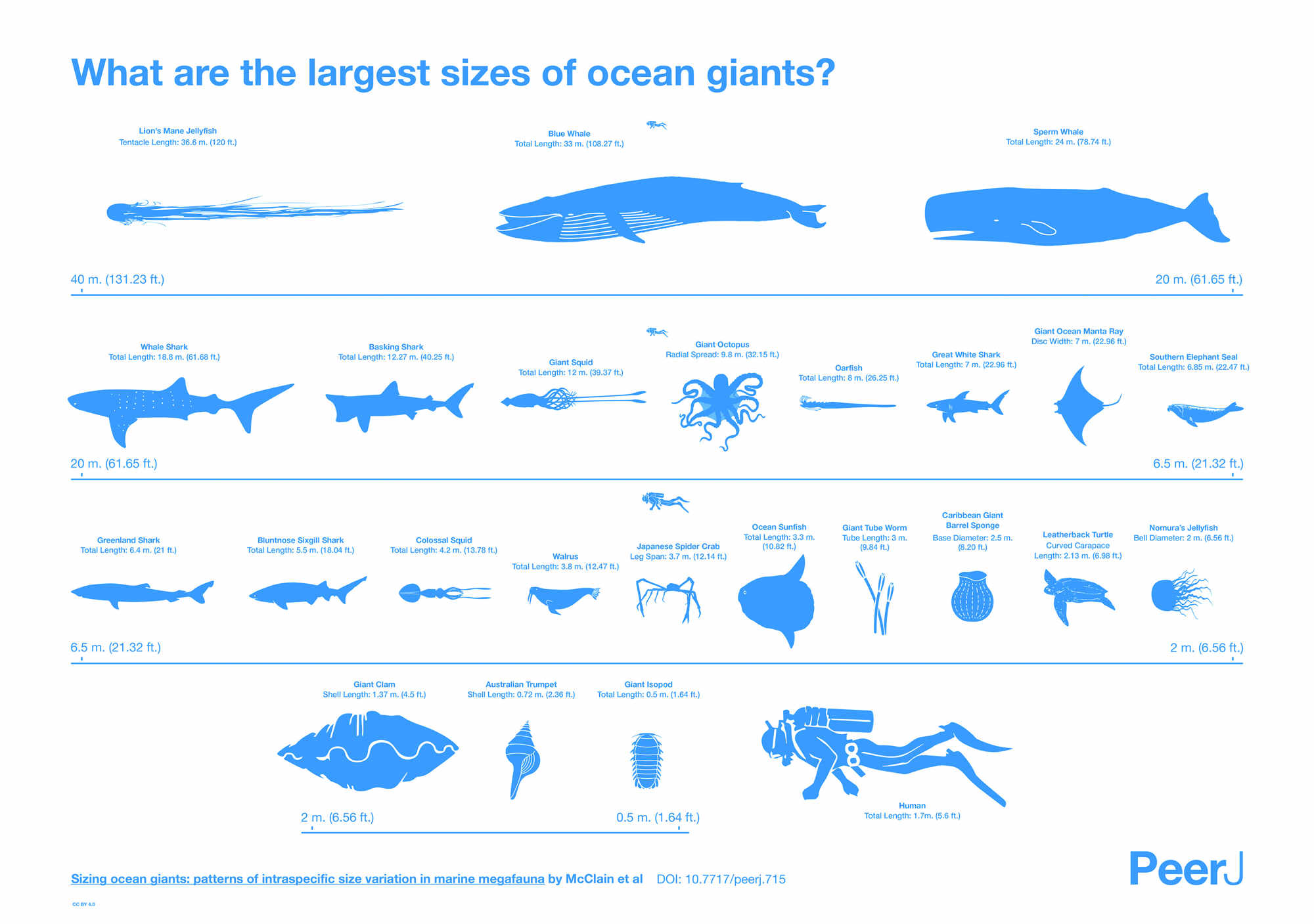 人类与各海洋生物实际大小比较图