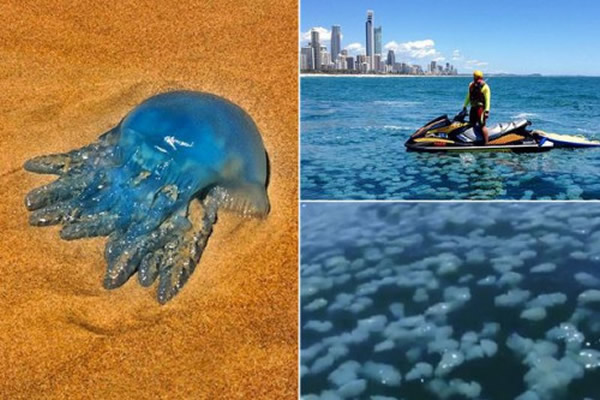 大群水母漂浮在离海岸400米左右的海面，周围大约50米全是密密麻麻的水母。