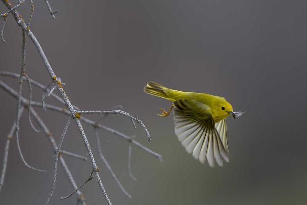 北美黄林莺（yellow warbler）