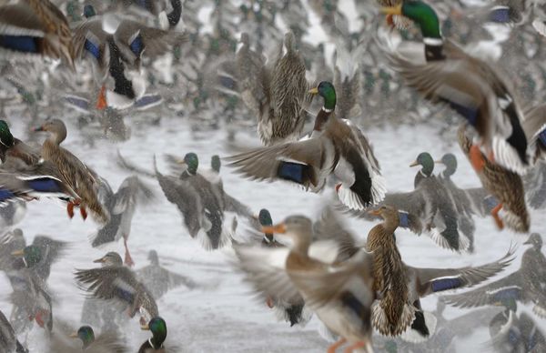 绿头鸭（Mallard duck）