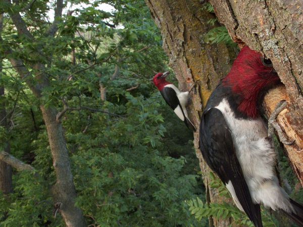 红头啄木鸟（red-headed woodpecker）
