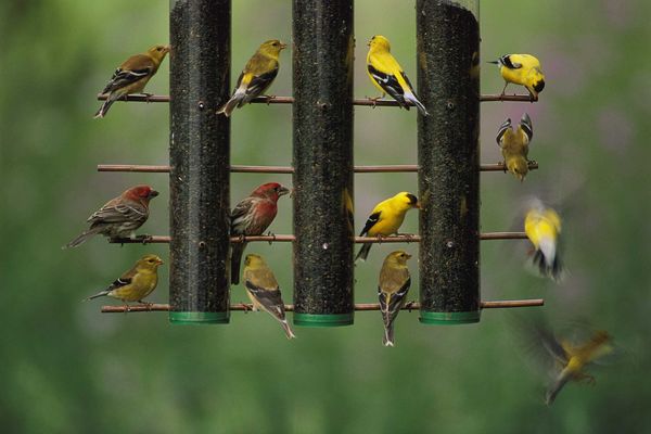美国金翅雀（American goldfinch）和家朱雀（house finch）