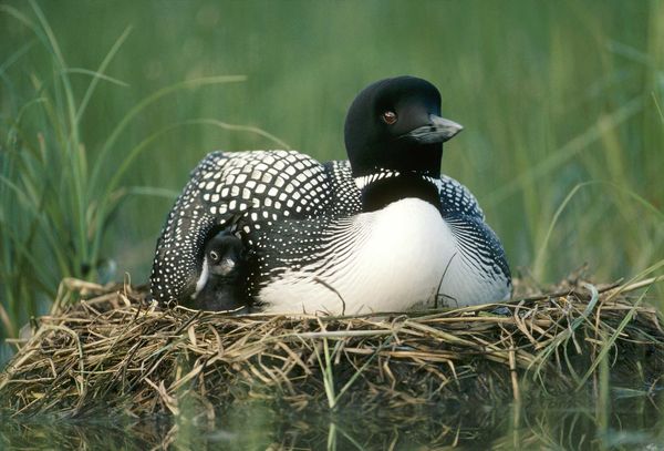 普通潜鸟（common loon）