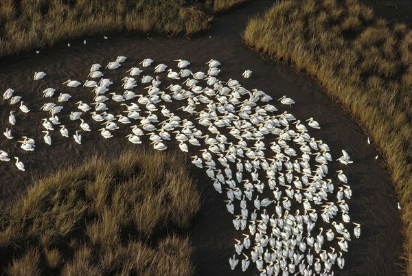 美洲白鹈鹕（American white pelican）