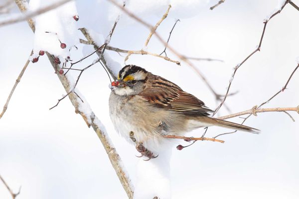 白喉带鵐（ white-throated sparrow ）