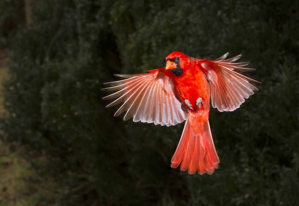 主红雀（northern cardinal）