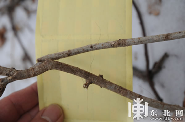 挂在树丛上的虎毛
