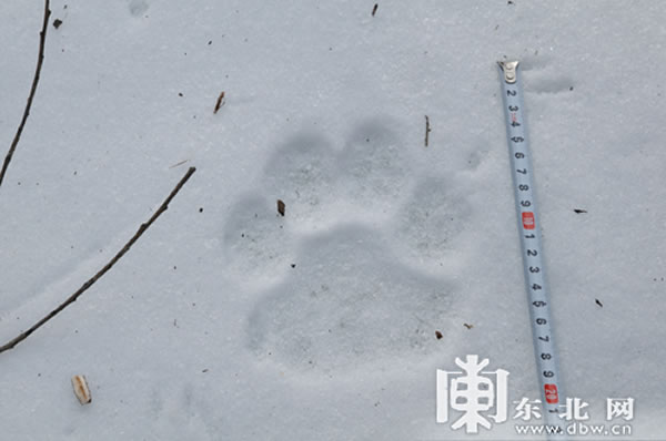 雪地上清晰的虎爪印