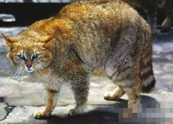 国家二级濒危动物荒漠猫
