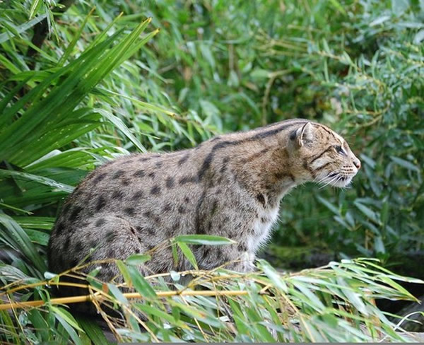 濒临绝种的「渔夫猫」生性凶猛，而为了因应环境甚至有些脚上会长出蹼。
