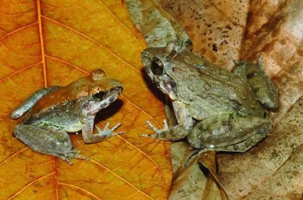 图为文中描述的长尖牙青蛙(L. larvaepartus，左侧为雄性，右侧为雌性)，现存印度尼西亚的苏拉威西岛(Sulawesi)。这是已知唯一可以直接产下蝌蚪
