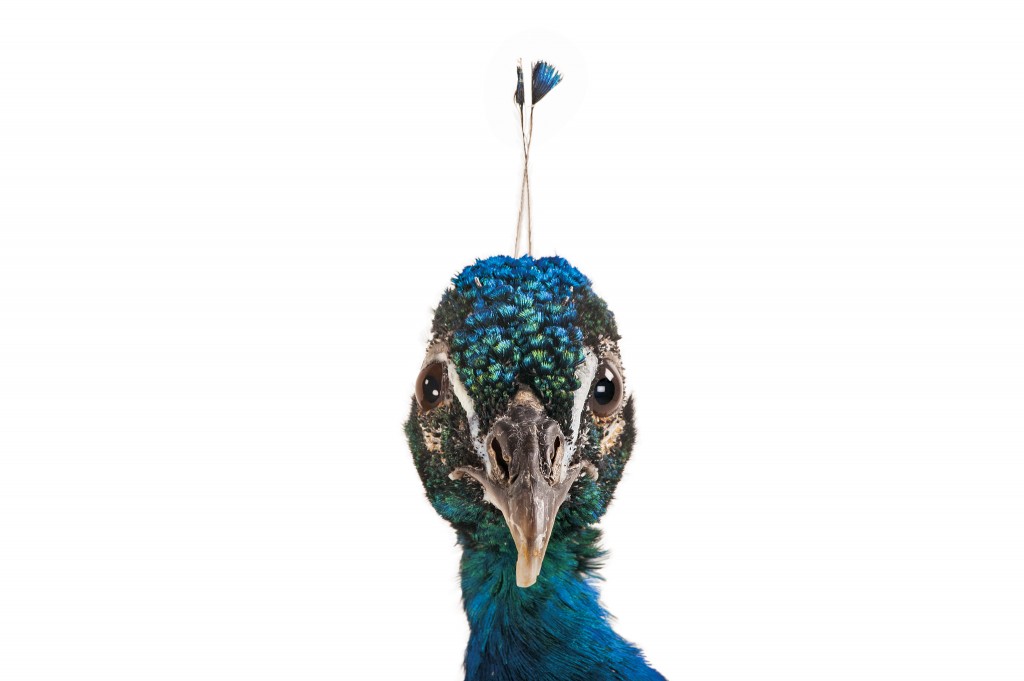 这只印度蓝孔雀摄于美国内布拉斯加的林肯儿童动物园。 PHOTO: JOEL SARTORE
