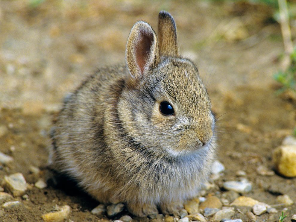 一只刚出生的纳氏棉尾兔（Sylvilagus nuttallii）；摄于加拿大亚伯达省。摄影： All Canada Photos, Alamy