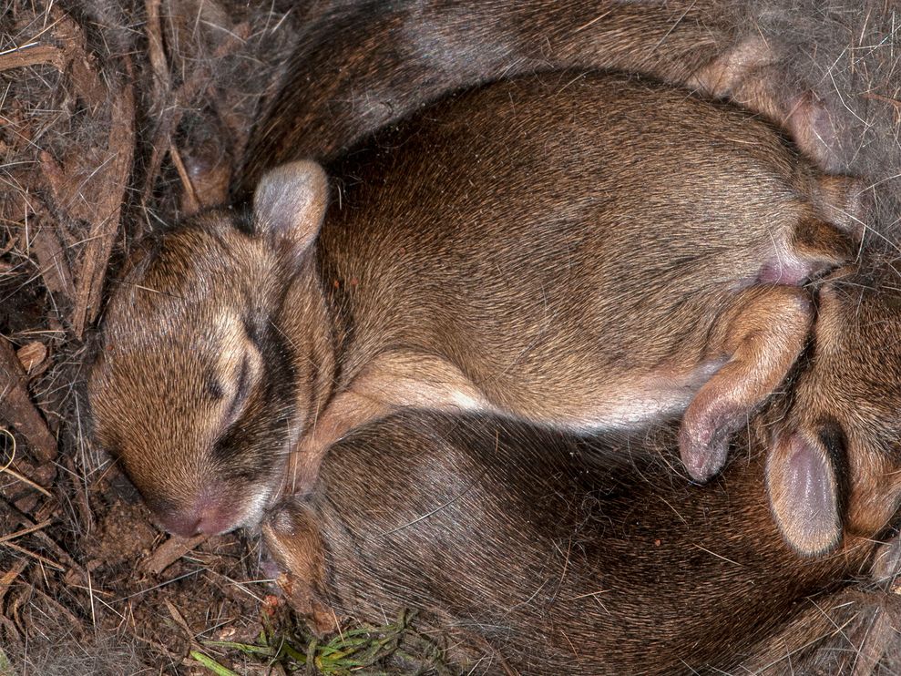 蜷缩在窝里的东部棉尾兔宝宝（Sylvilagus floridanus）。摄影：Scott Camazine, Alamy