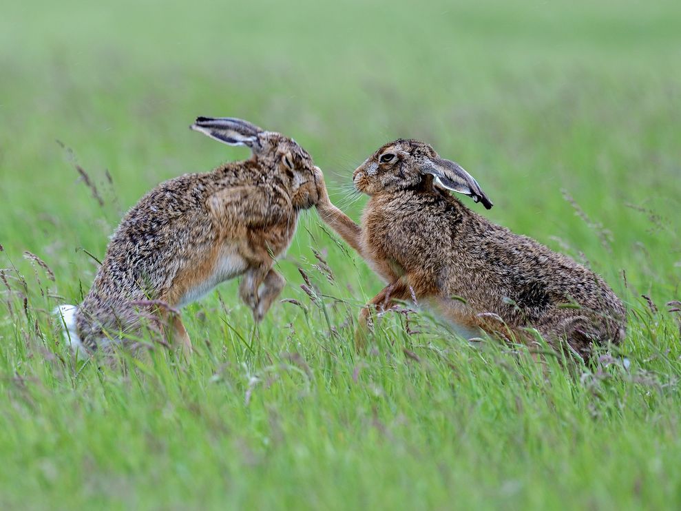 一只母的欧洲野兔（右）在威尔斯跟一只公野兔打架。摄影：Andy Rouse, 2020VISION/Nature Picture Library/Corbis