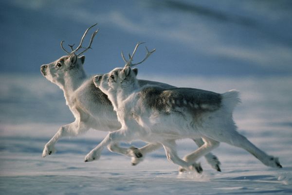 一对培里驯鹿（Peary caribou，北美驯鹿亚种）在加拿大艾厄士米尔岛的雪地上奔跑。